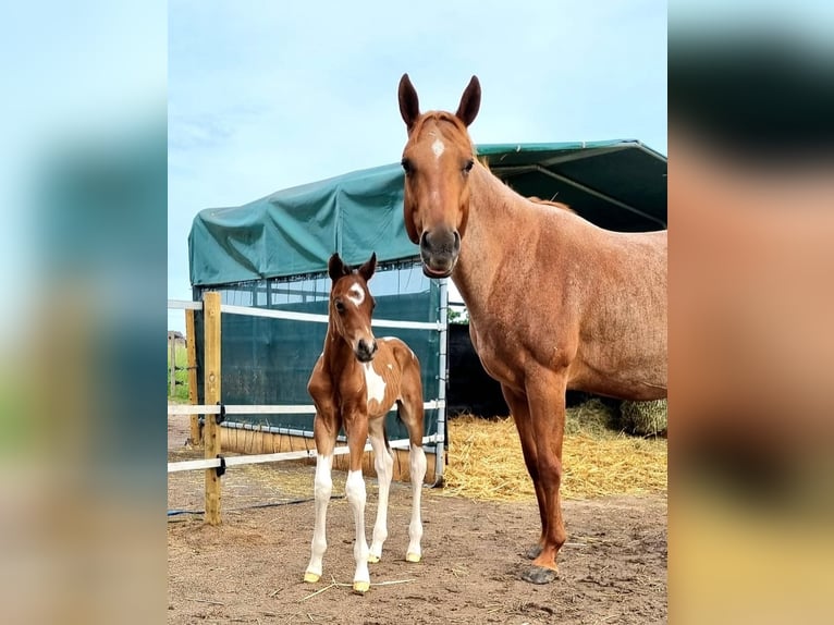 Paint Horse Wałach 3 lat Tobiano wszelkich maści in Limburgerhof
