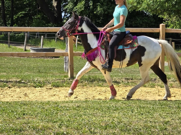 Paint Horse Mix Wałach 4 lat 150 cm Srokata in Linkenbach