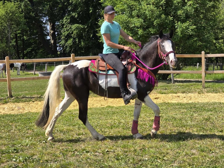 Paint Horse Mix Wałach 4 lat 150 cm Srokata in Linkenbach