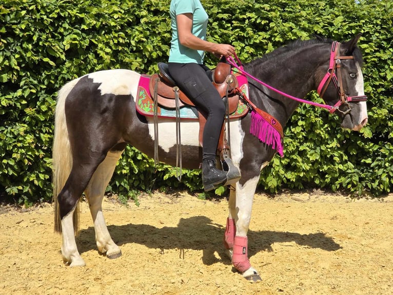 Paint Horse Mix Wałach 4 lat 150 cm Srokata in Linkenbach