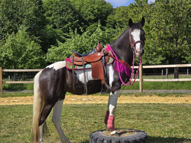 Paint Horse Mix Wałach 4 lat 150 cm Srokata in Linkenbach