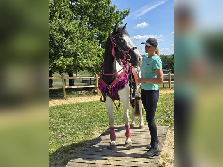 Paint Horse Mix Wałach 4 lat 150 cm Srokata in Linkenbach