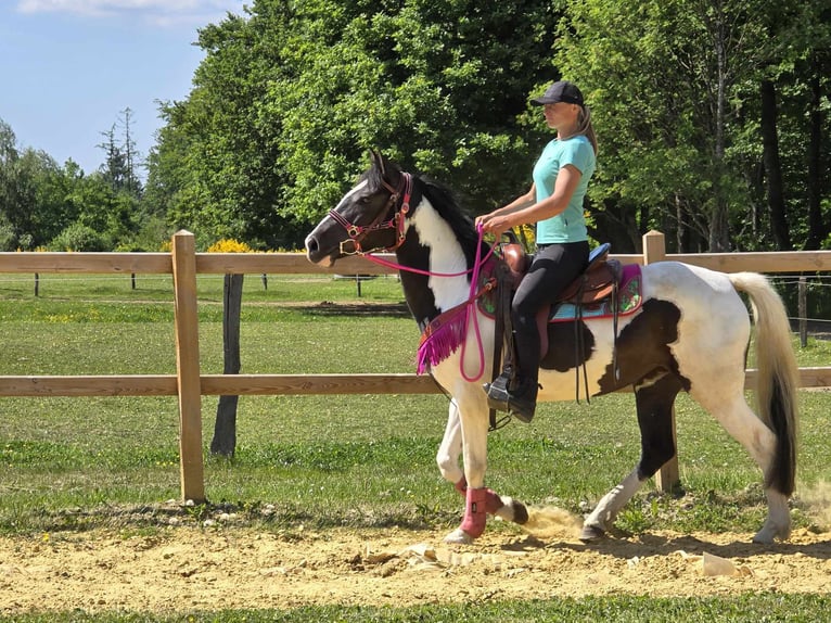 Paint Horse Mix Wałach 4 lat 150 cm Srokata in Linkenbach