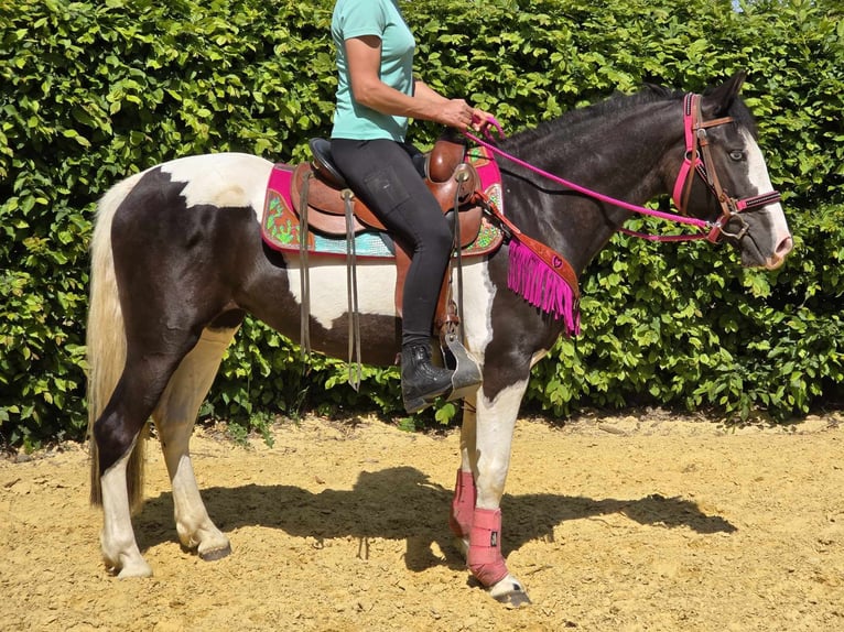 Paint Horse Mix Wałach 4 lat 150 cm Srokata in Linkenbach