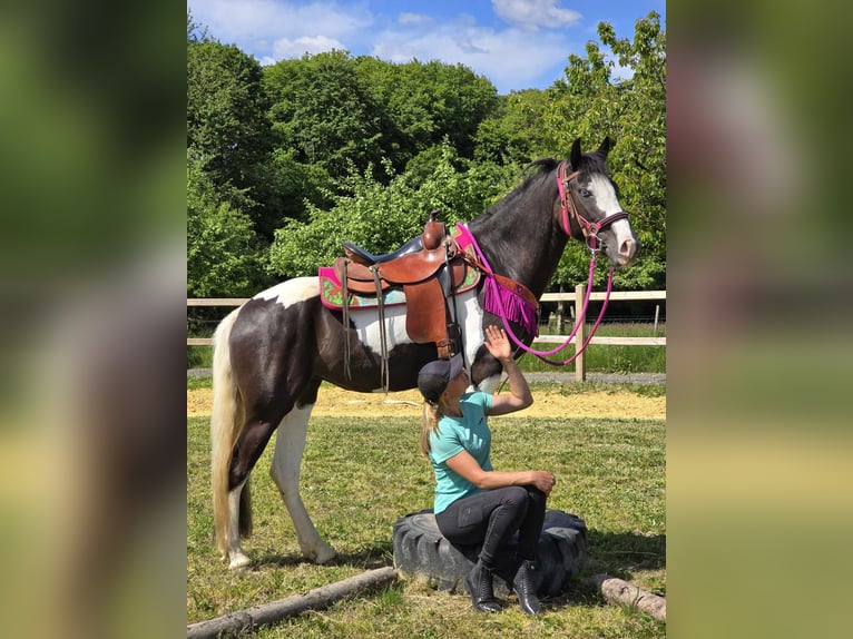 Paint Horse Mix Wałach 4 lat 150 cm Srokata in Linkenbach