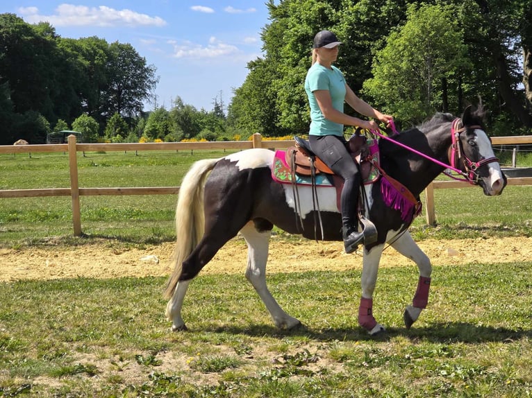 Paint Horse Mix Wałach 4 lat 150 cm Srokata in Linkenbach