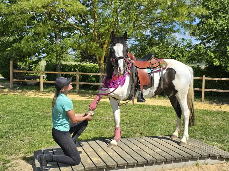 Paint Horse Mix Wałach 4 lat 150 cm Srokata in Linkenbach