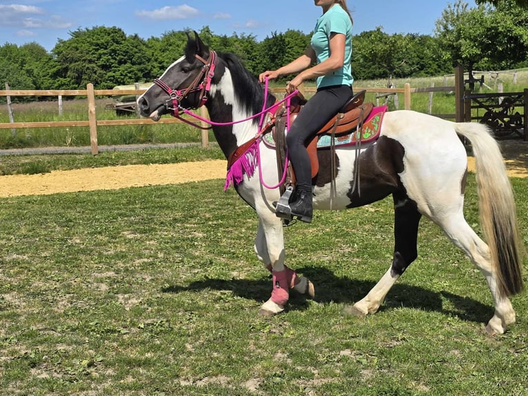 Paint Horse Mix Wałach 4 lat 150 cm Srokata in Linkenbach