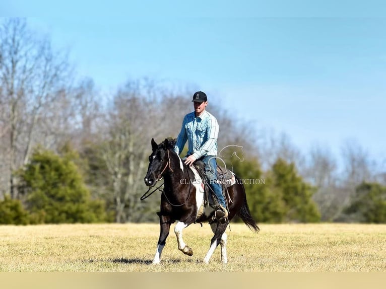 Paint Horse Wałach 5 lat 142 cm in Somerset, KY
