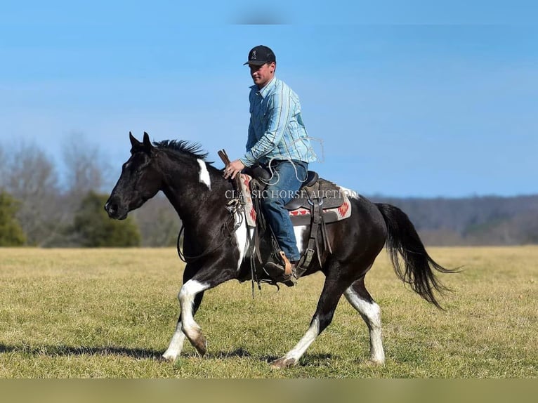 Paint Horse Wałach 5 lat 142 cm in Somerset, KY