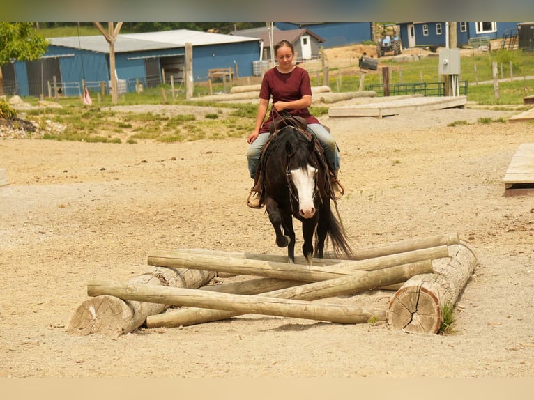 Paint Horse Wałach 5 lat 150 cm Overo wszelkich maści in Fresno, OH