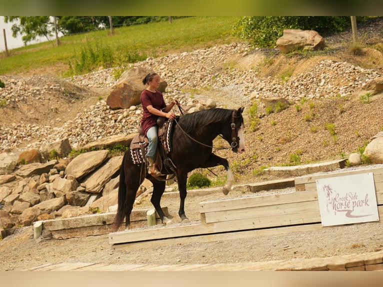 Paint Horse Wałach 5 lat 150 cm Overo wszelkich maści in Fresno, OH