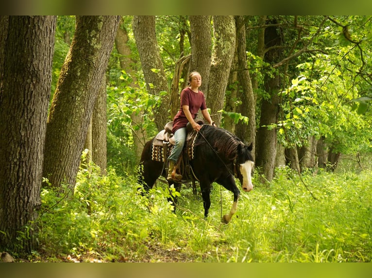 Paint Horse Wałach 5 lat 150 cm Overo wszelkich maści in Fresno, OH
