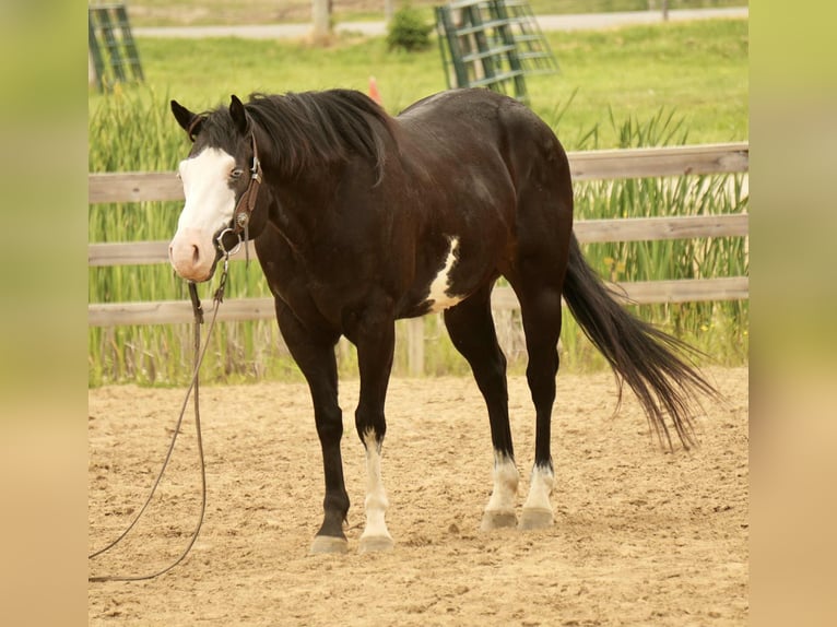 Paint Horse Wałach 5 lat 150 cm Overo wszelkich maści in Fresno, OH