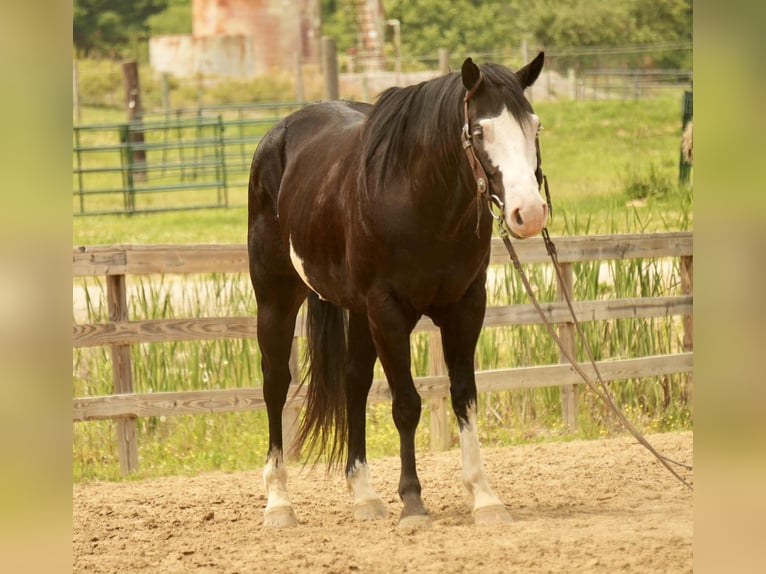 Paint Horse Wałach 5 lat 150 cm Overo wszelkich maści in Fresno, OH