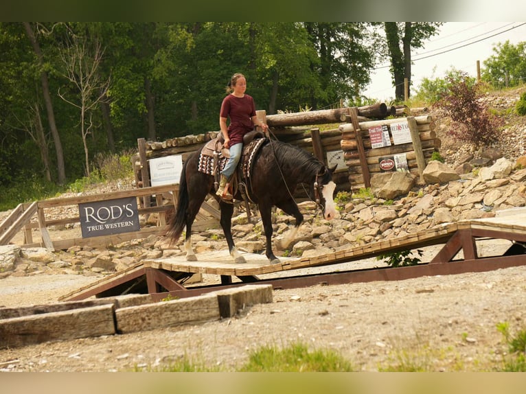 Paint Horse Wałach 5 lat 150 cm Overo wszelkich maści in Fresno, OH