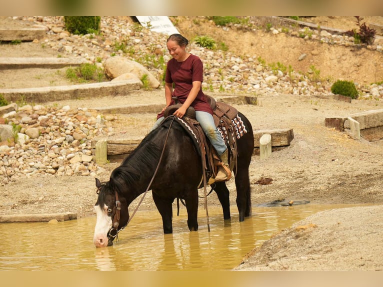 Paint Horse Wałach 5 lat 150 cm Overo wszelkich maści in Fresno, OH