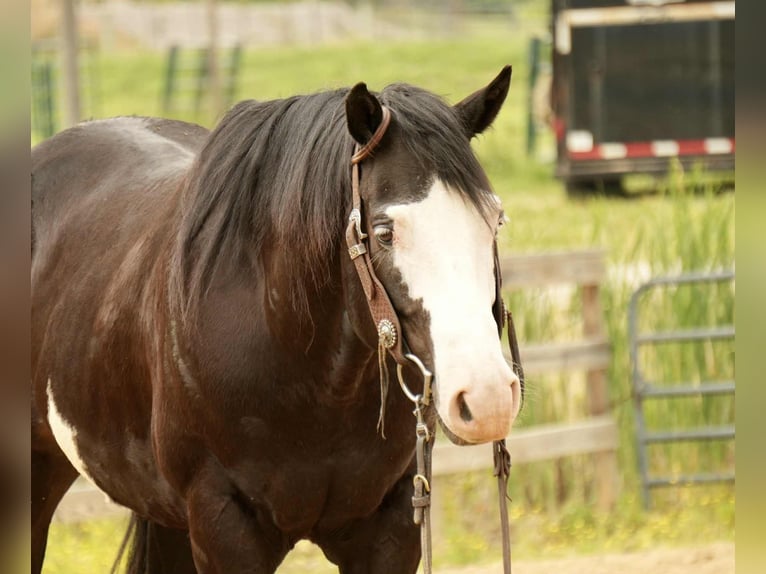 Paint Horse Wałach 5 lat 150 cm Overo wszelkich maści in Fresno, OH