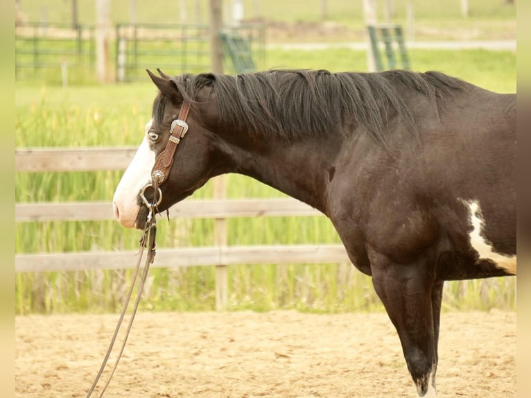 Paint Horse Wałach 5 lat 150 cm Overo wszelkich maści in Fresno, OH
