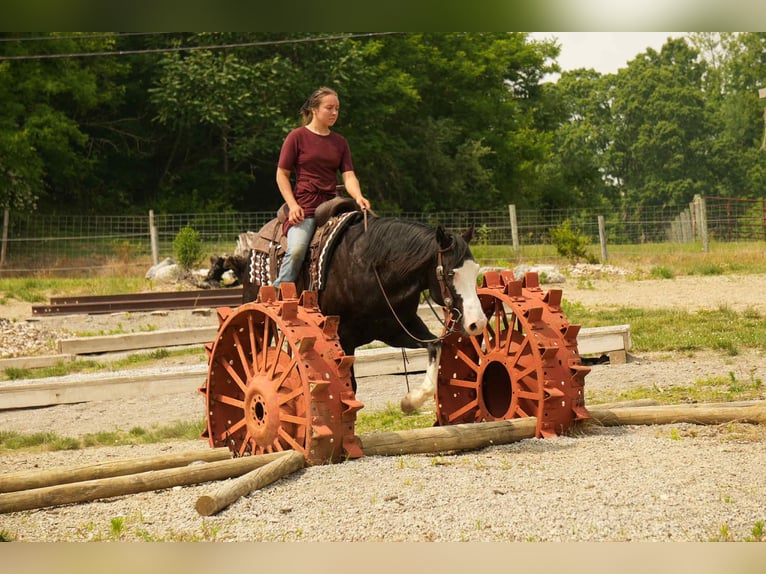 Paint Horse Wałach 5 lat 150 cm Overo wszelkich maści in Fresno, OH