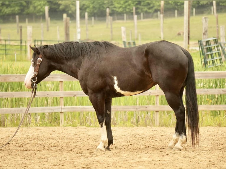 Paint Horse Wałach 5 lat 150 cm Overo wszelkich maści in Fresno, OH