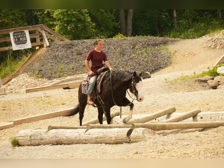 Paint Horse Wałach 5 lat 150 cm Overo wszelkich maści in Fresno, OH
