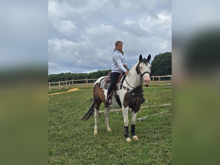 Paint Horse Mix Wałach 5 lat 155 cm Srokata in Linkenbach