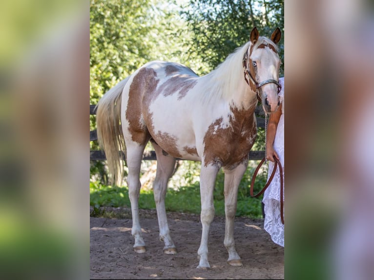 Paint Horse Wałach 5 lat 160 cm Overo wszelkich maści in Kolhorn