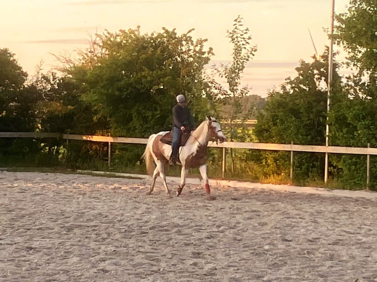 Paint Horse Wałach 5 lat 160 cm Overo wszelkich maści in Kolhorn