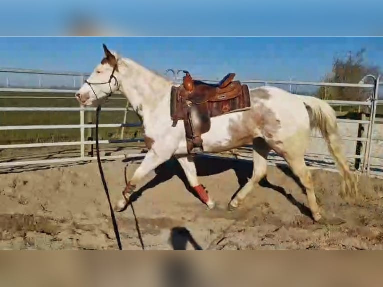 Paint Horse Wałach 5 lat 160 cm Overo wszelkich maści in Kolhorn