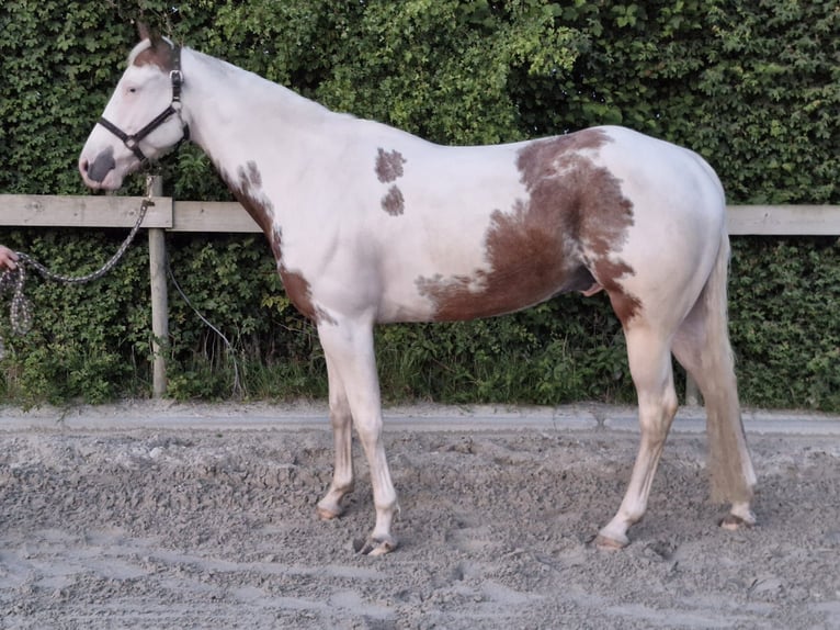 Paint Horse Wałach 5 lat 160 cm Overo wszelkich maści in Kolhorn