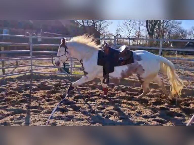 Paint Horse Wałach 5 lat 160 cm Overo wszelkich maści in Kolhorn