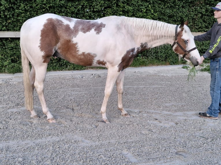 Paint Horse Wałach 5 lat 160 cm Overo wszelkich maści in Kolhorn
