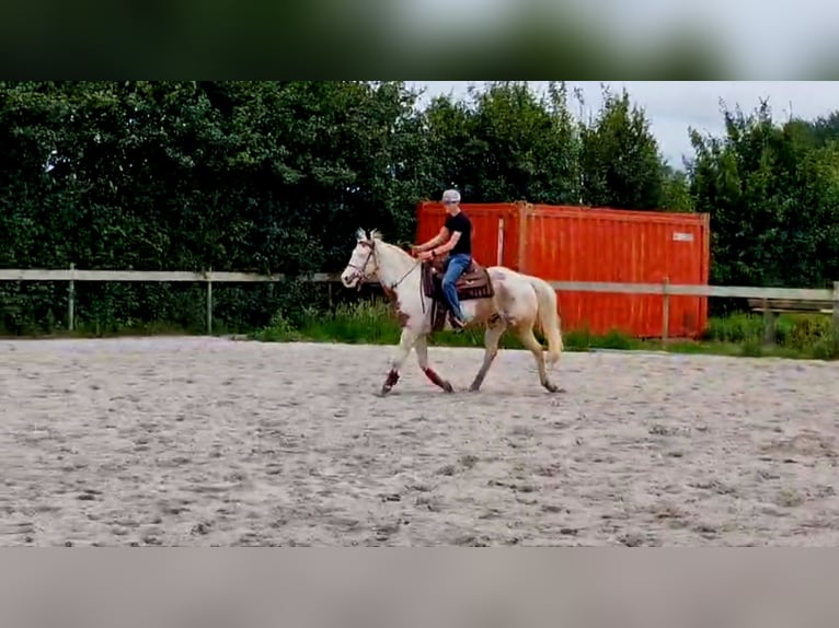 Paint Horse Wałach 5 lat 160 cm Overo wszelkich maści in Kolhorn
