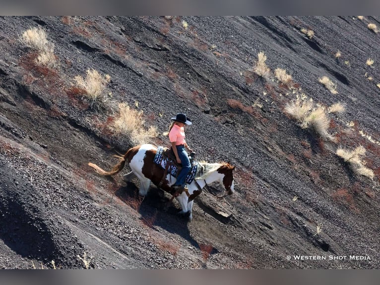 Paint Horse Wałach 6 lat 147 cm in Buckeye, AZ