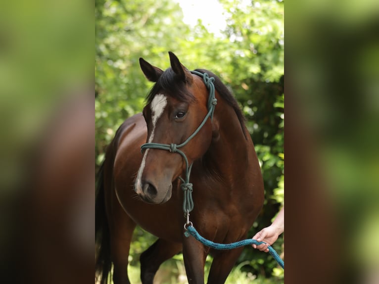 Paint Horse Wałach 6 lat 150 cm Gniada in Varel