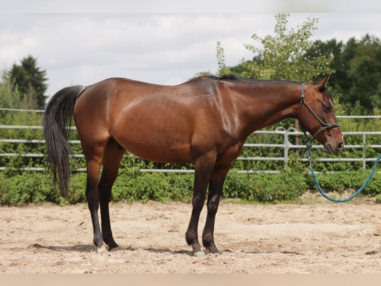 Paint Horse Wałach 6 lat 150 cm Gniada in Varel