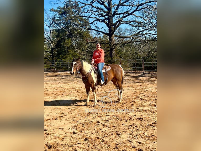 Paint Horse Wałach 6 lat 152 cm Tobiano wszelkich maści in Morrilton, AR