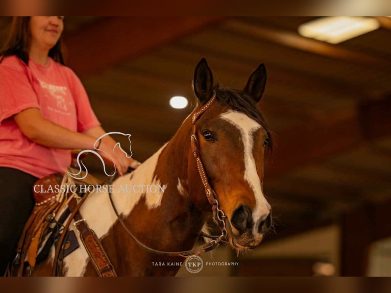 Paint Horse Wałach 6 lat 152 cm Tobiano wszelkich maści in Morrilton, AR