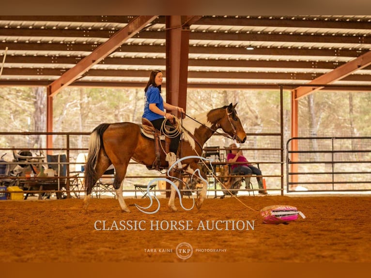 Paint Horse Wałach 6 lat 152 cm Tobiano wszelkich maści in Morrilton, AR