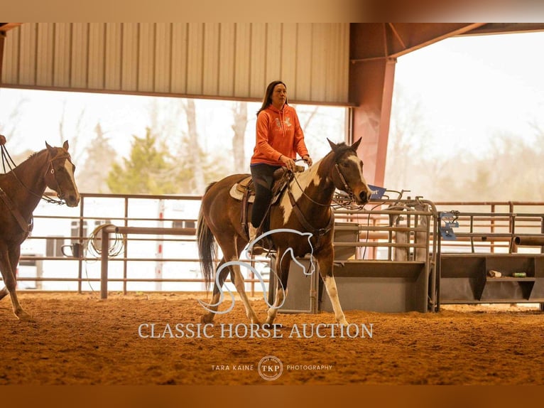 Paint Horse Wałach 6 lat 152 cm Tobiano wszelkich maści in Morrilton, AR
