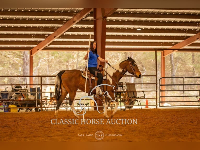 Paint Horse Wałach 6 lat 152 cm Tobiano wszelkich maści in Morrilton, AR