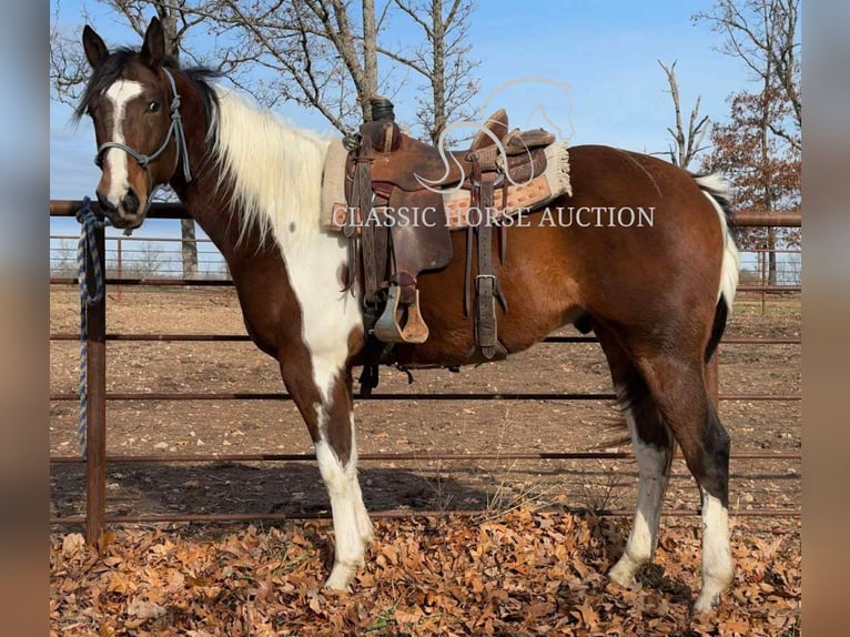 Paint Horse Wałach 6 lat 152 cm Tobiano wszelkich maści in Morrilton, AR