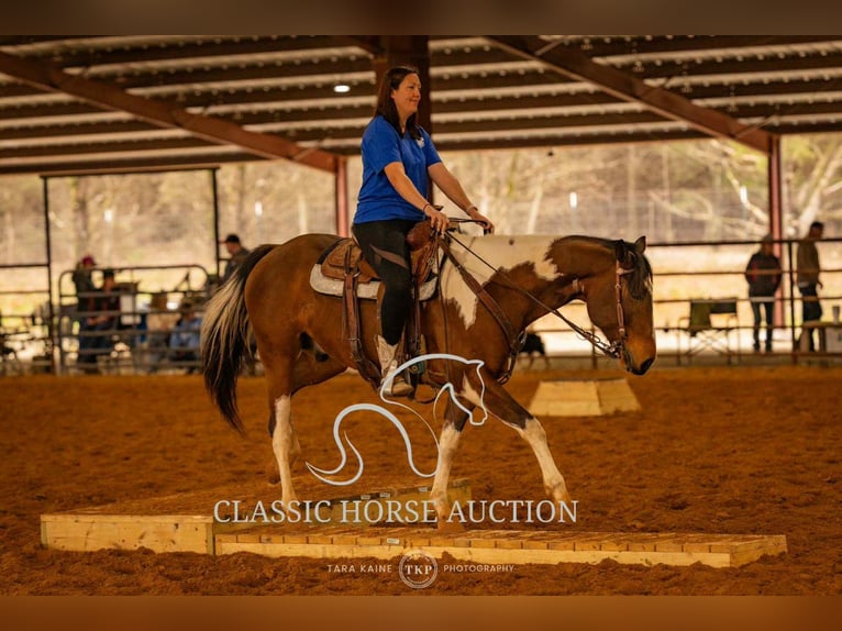 Paint Horse Wałach 6 lat 152 cm Tobiano wszelkich maści in Morrilton, AR