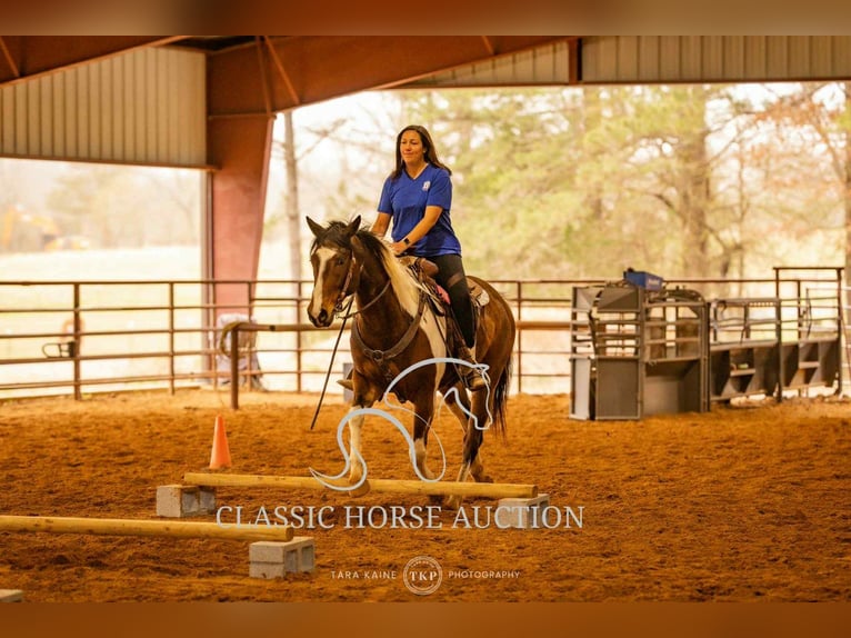 Paint Horse Wałach 6 lat 152 cm Tobiano wszelkich maści in Morrilton, AR