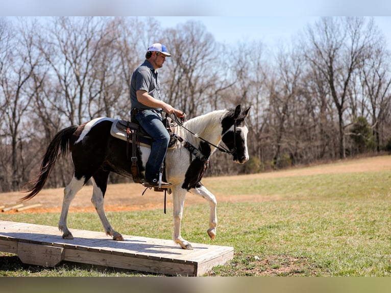 Paint Horse Wałach 6 lat 155 cm Tobiano wszelkich maści in Hampshire TN