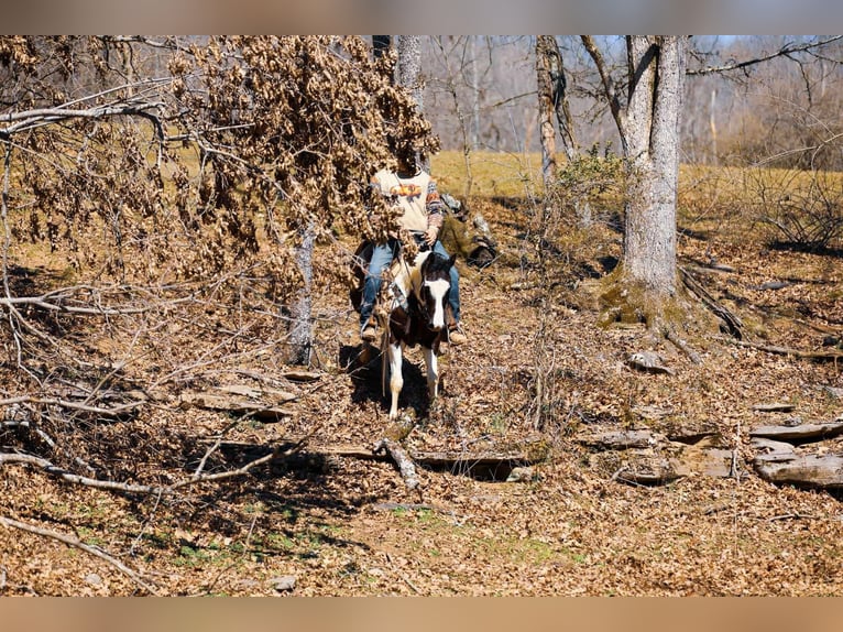 Paint Horse Wałach 6 lat 155 cm Tobiano wszelkich maści in Hampshire TN