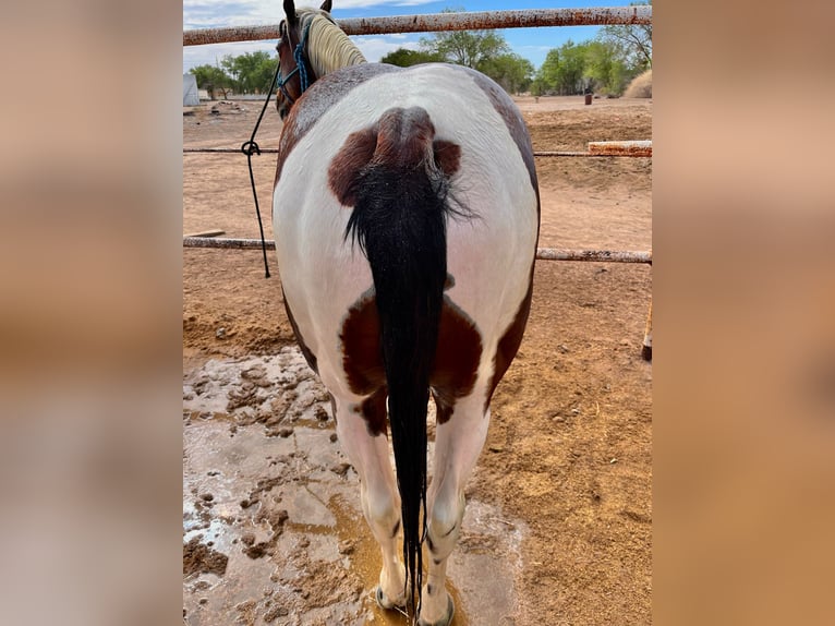 Paint Horse Wałach 7 lat 152 cm Tobiano wszelkich maści in Fabens, TX
