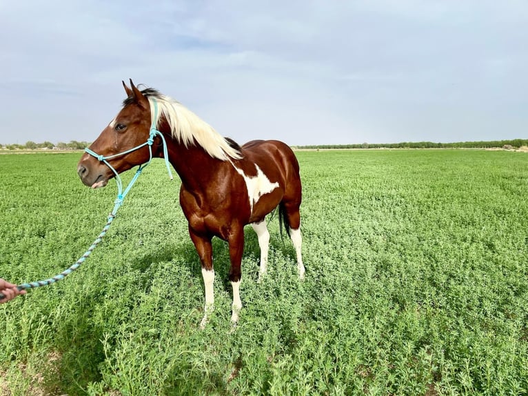 Paint Horse Wałach 7 lat 152 cm Tobiano wszelkich maści in Fabens, TX