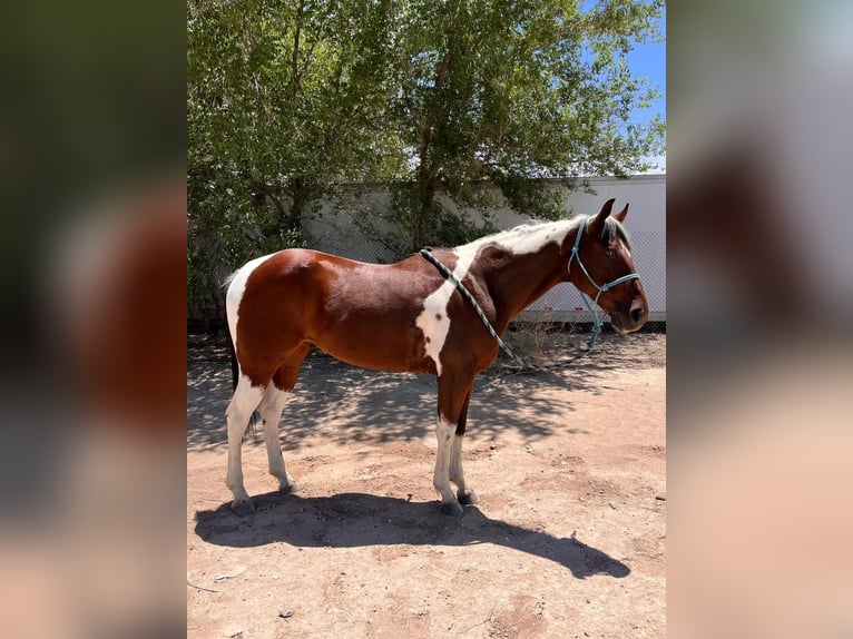 Paint Horse Wałach 7 lat 152 cm Tobiano wszelkich maści in Fabens, TX